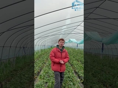 Sistem Penanaman Hidroponik Single-Span Tunnel Film Plastik Pertanian Rumah Kaca