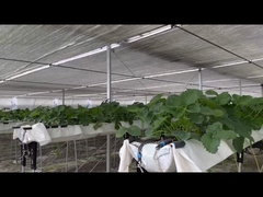 Sistem Penanaman Hidroponik Single-Span Tunnel Film Plastik Pertanian Rumah Kaca