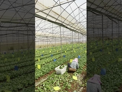 Sistem Penanaman Hidroponik Single-Span Tunnel Film Plastik Pertanian Rumah Kaca