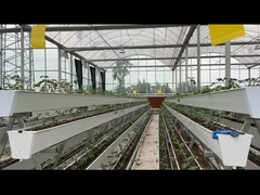 Sistem Hidroponik Pertanian Tomat Film Plastik Rumah Kaca 3-5m