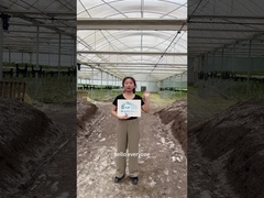 Boost your farm's productivity with BAOLIDA’s Tunnel Greenhouse!