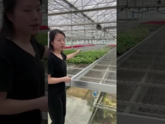 Aluminium Alloy Galvanized Steel Frame Greenhouse Rolling Tables Total Length> 7.5