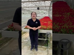 Seedbed Table Galvanized Steel Frame PE Plastic Film Large Connected Tunnel Greenhouse Rolling Bench