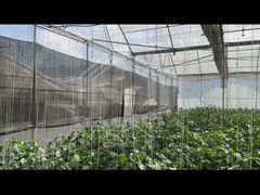 Rumah Kaca Sayuran Pertanian Rumah Kaca Tomat Multi-Span Untuk Bunga Buah