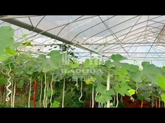 Polytunnel Greenhouse Sawtooth Top Ventilation Tunnel Greenhouse untuk tanaman sayuran