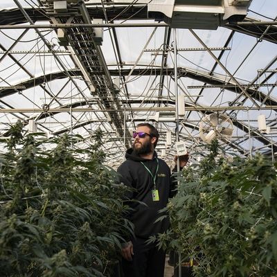 Experience Optimal Growth with 5M Greenhouse Light Deprivation and Automated Ventilation System