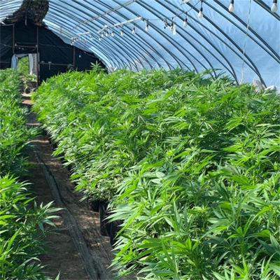 Plastic Film Automated Led Grow Light Deprivation Greenhouse For Indoor Medical