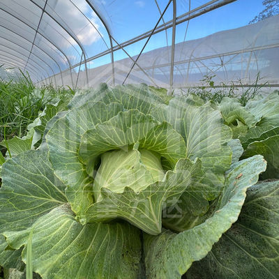 1.5 Meter Arch Rod Distance Tunnel Greenhouse Easy And Hassle-free Installation For Macro Tunnel
