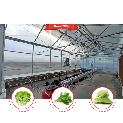 Galvanized Steel Tunnel Greenhouse 2.6-3.5m Height with 200 Micron Film
