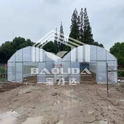 8m x 30m Galvanized Steel Single-Span Tunnel Greenhouse with PE Film